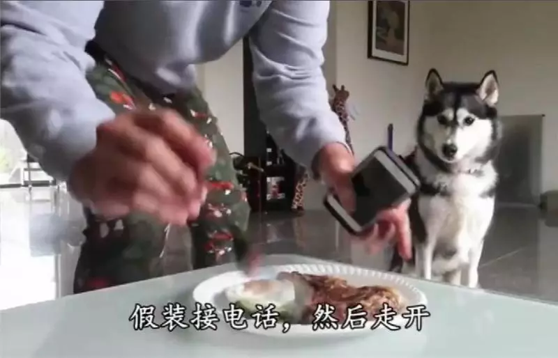 二哈會不會偷吃?主人假意離開,牛排放桌子上,網:不是純二哈!