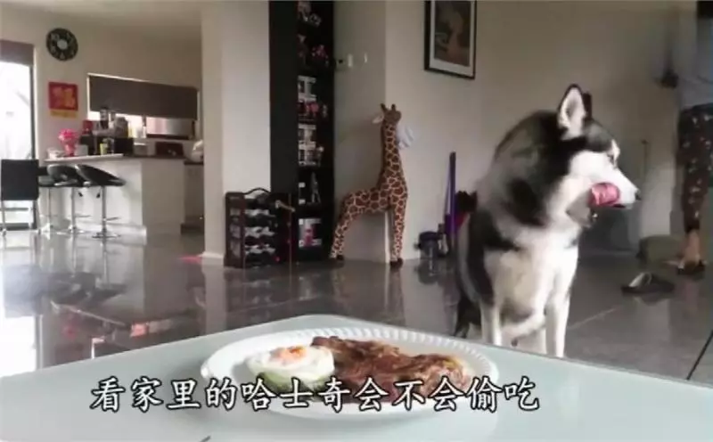 二哈會不會偷吃?主人假意離開,牛排放桌子上,網:不是純二哈!