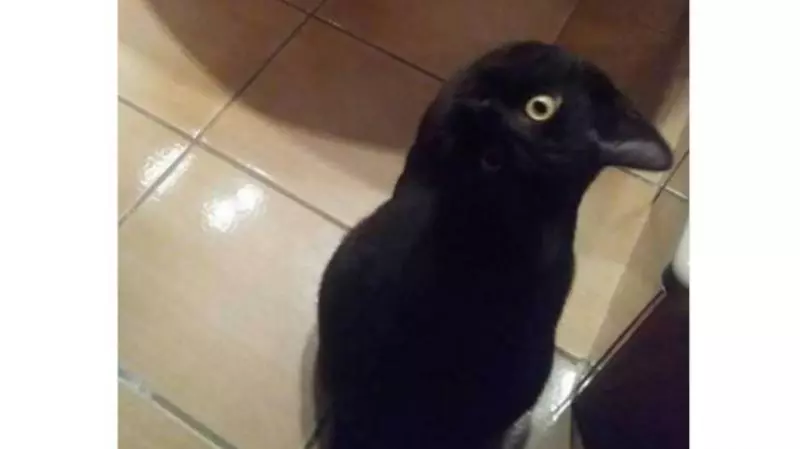 你怎麼看!黑貓還是烏鴉?這張照片連Google都搞混