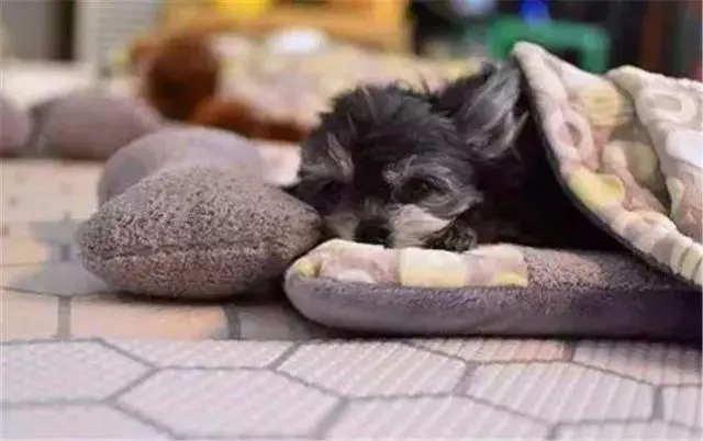 鏟屎官高價送泰迪上課,探望時狗狗正在午休,意外發現愛犬在害怕