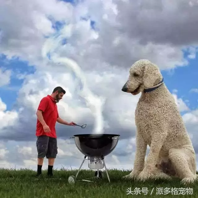 這是我見過的最大的寵物狗,背後的故事卻讓人感動到流淚