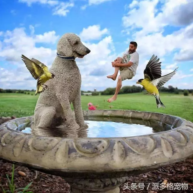 這是我見過的最大的寵物狗,背後的故事卻讓人感動到流淚