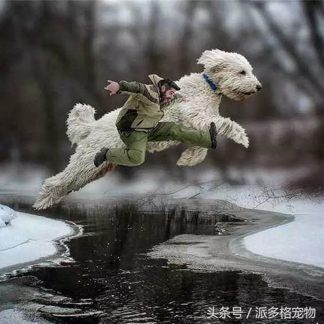 這是我見過的最大的寵物狗,背後的故事卻讓人感動到流淚
