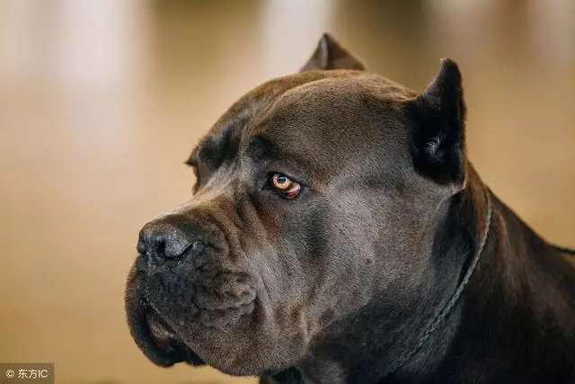 分享一些訓犬護主的小技巧