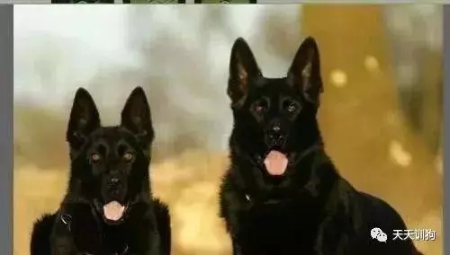 分享一些訓犬護主的小技巧