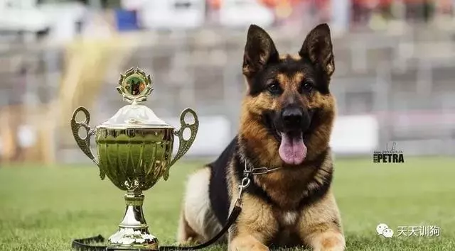 分享一些訓犬護主的小技巧