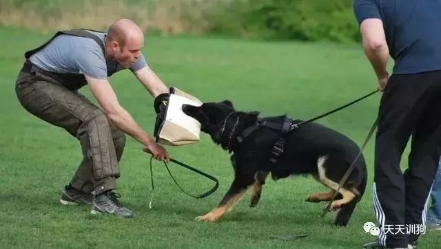 分享一些訓犬護主的小技巧