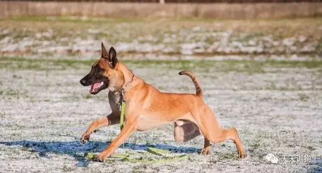 分享一些訓犬護主的小技巧