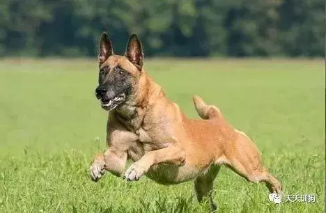 分享一些訓犬護主的小技巧