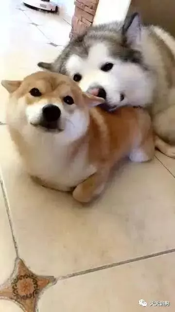 狗狗發情你需要知道的一些事