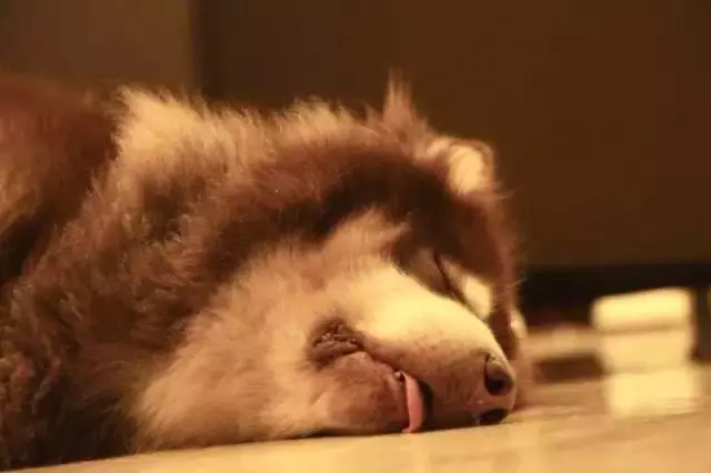 狗狗發情你需要知道的一些事