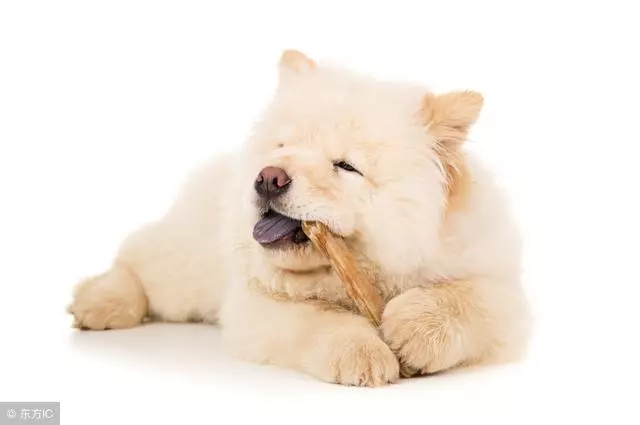 狗狗是否把你當主人,就看著5點,全都有的你真是有福了