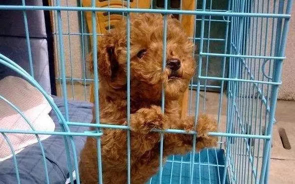 貴賓犬籠養很殘忍?這5個好處,試過的人都知道