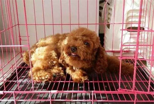 貴賓犬籠養很殘忍?這5個好處,試過的人都知道