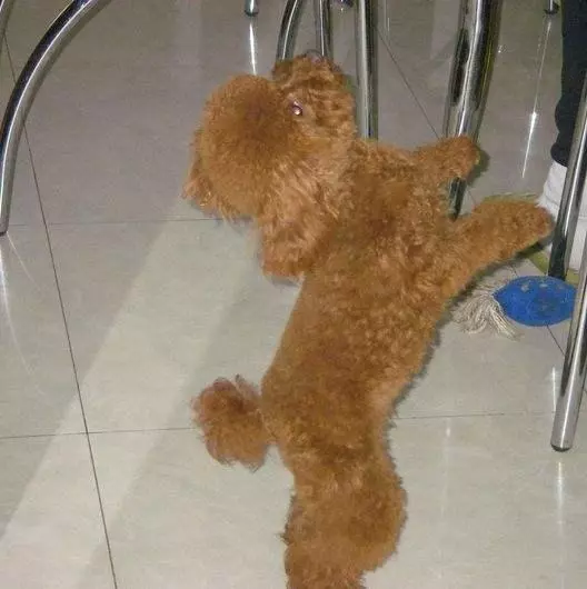 貴賓犬籠養很殘忍?這5個好處,試過的人都知道
