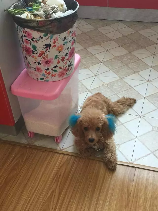 貴賓犬籠養很殘忍?這5個好處,試過的人都知道