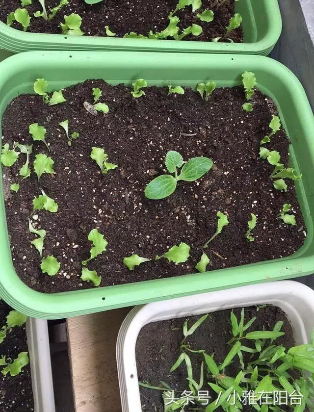 陽台種菜,用一個小方法,種的菜長得又肥又壯又旺,收穫真多