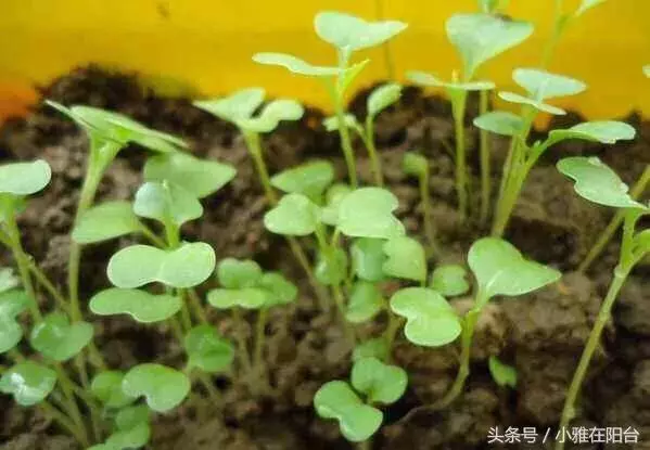 陽台種菜,用一個小方法,種的菜長得又肥又壯又旺,收穫真多