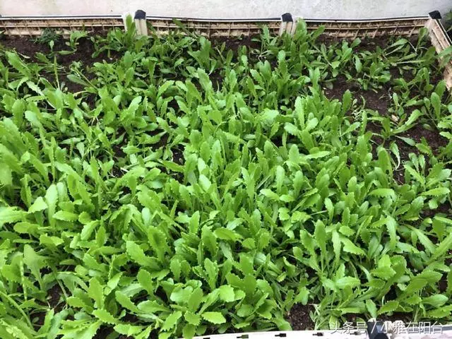 陽台種菜,用一個小方法,種的菜長得又肥又壯又旺,收穫真多