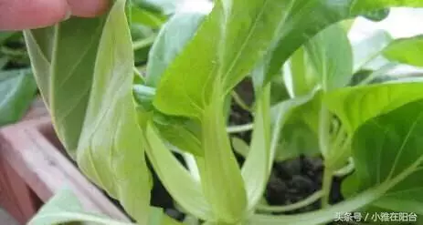 陽台種菜,用一個小方法,種的菜長得又肥又壯又旺,收穫真多