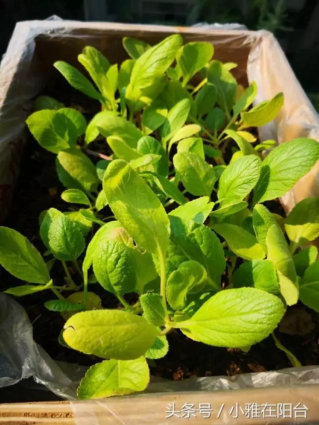 陽台種菜,用一個小方法,種的菜長得又肥又壯又旺,收穫真多