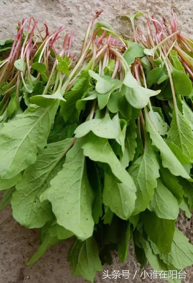陽台種菜,用一個小方法,種的菜長得又肥又壯又旺,收穫真多