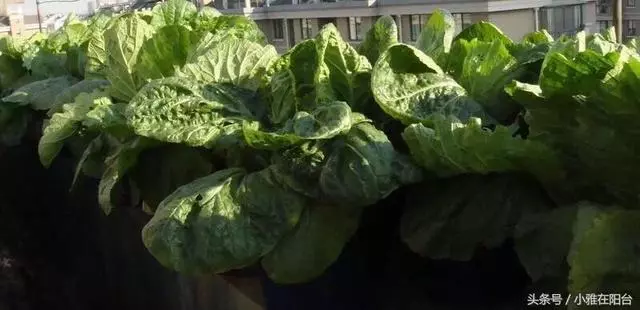 陽台種菜,用一個小方法,種的菜長得又肥又壯又旺,收穫真多