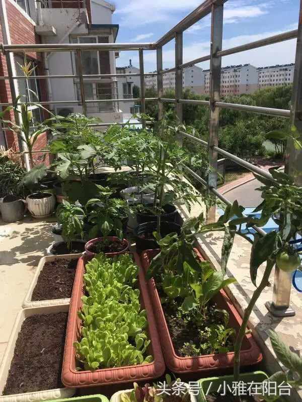 陽台種菜,用一個小方法,種的菜長得又肥又壯又旺,收穫真多