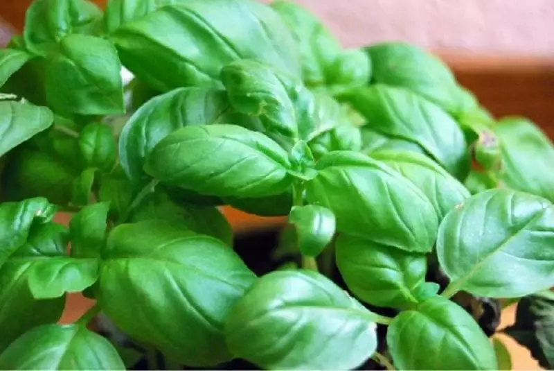 用好這 6 種香料和蔬菜,讓你的廚藝提升好幾個檔次,在家也能做出頂級西餐