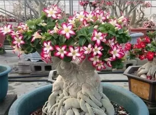 既是樹又是花,好養易活的沙漠玫瑰,如何開出美艷絕倫的鮮花?