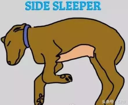 從狗狗的睡姿可以看出它們的性格,你家汪星人是哪種睡姿呢