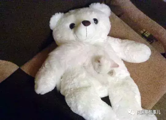 身為貓奴,不怕髒不怕苦,就怕主子學會了隱身術!