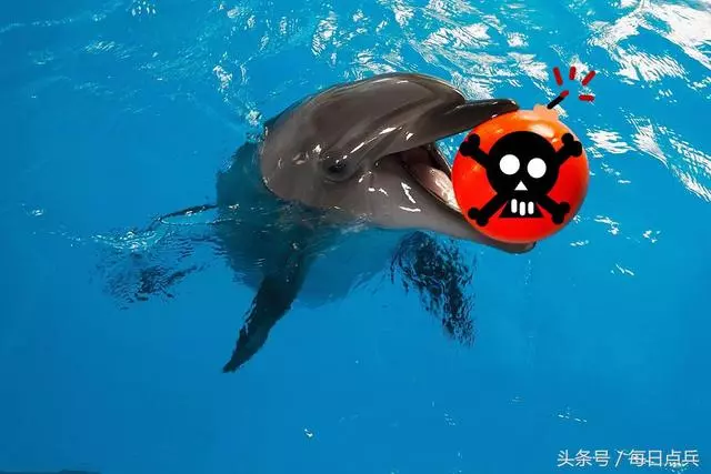 美國海豚不堪受辱反叛,嘴叼重型水雷復仇,巨響後美軍艦被炸大洞