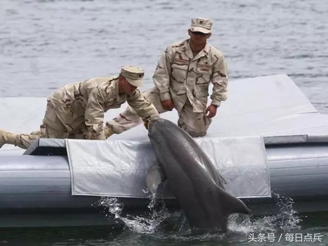 美國海豚不堪受辱反叛,嘴叼重型水雷復仇,巨響後美軍艦被炸大洞