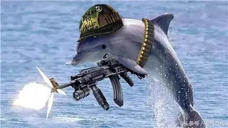 美國海豚不堪受辱反叛,嘴叼重型水雷復仇,巨響後美軍艦被炸大洞