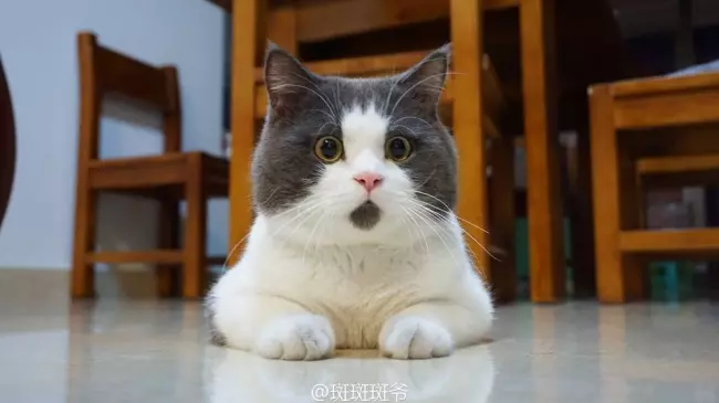 17隻「上帝發揮創意給它們調色」的超有藝術感毛色動物!