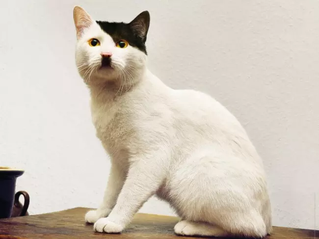 17隻「上帝發揮創意給它們調色」的超有藝術感毛色動物!