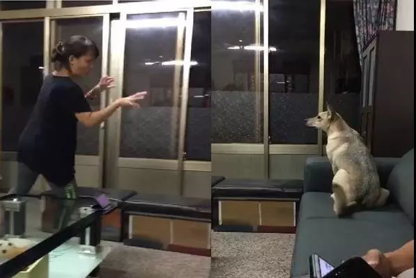 阿婆每晚給狗狗跳僵屍舞逗狗狗開心，女兒爆笑：她以前很怕狗！