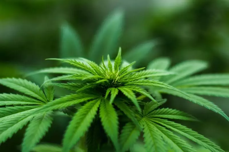 大馬成為亞洲第一大麻合法化國家 原因竟然因為一個囚犯?!