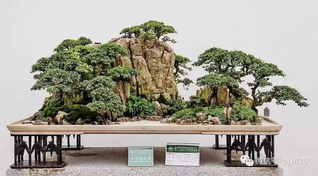 玩盆景請注意賓主分明