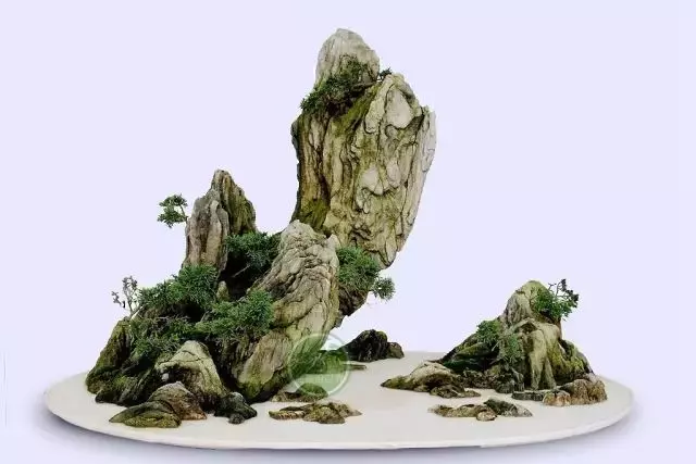 玩盆景請注意賓主分明