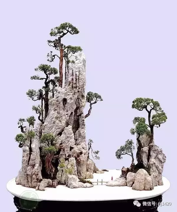 玩盆景請注意賓主分明