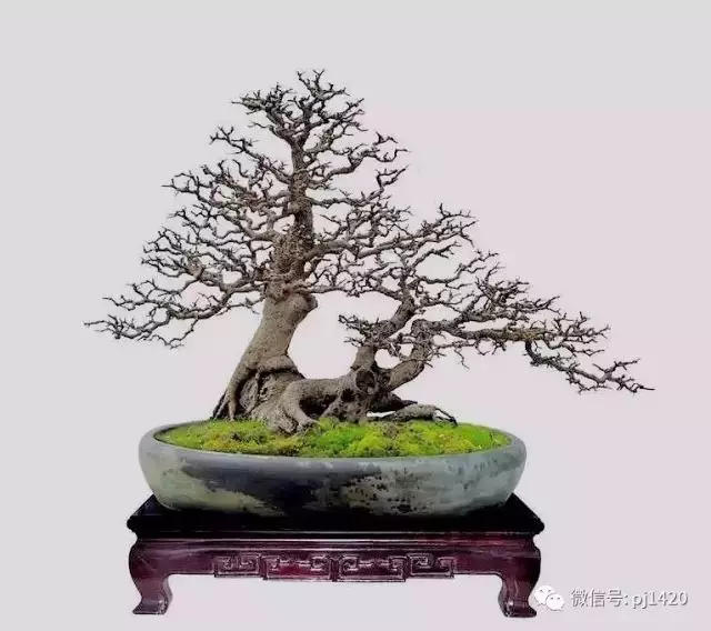 玩盆景請注意賓主分明