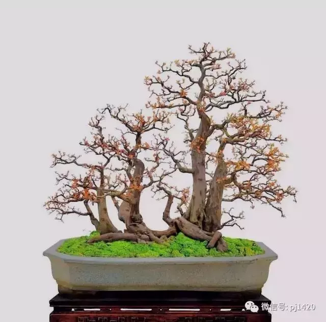 玩盆景請注意賓主分明