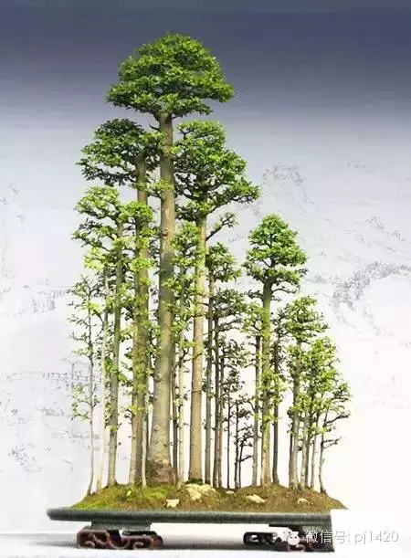 玩盆景請注意賓主分明