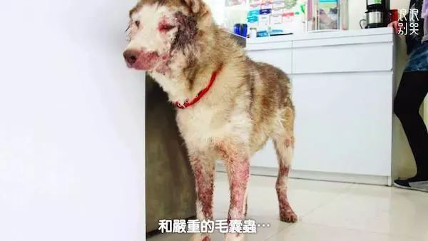 出生後沒感受過愛… 高齡哈士奇苦盼2689天 被領養爆出「燦爛微笑」