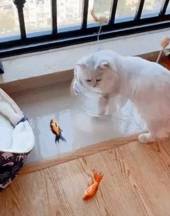 貓咪霸占魚缸,貓:這是我的泡腳盆,誰讓你們在裡面洗澡的