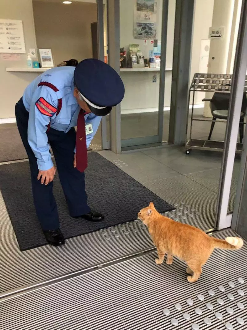 橘貓「硬闖美術館」被攔下 幾天後「變裝出現」警衛笑:別以為我認不出你喔~