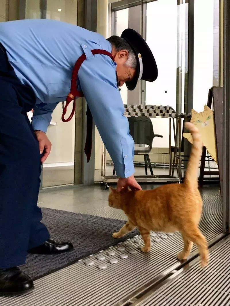 橘貓「硬闖美術館」被攔下 幾天後「變裝出現」警衛笑:別以為我認不出你喔~