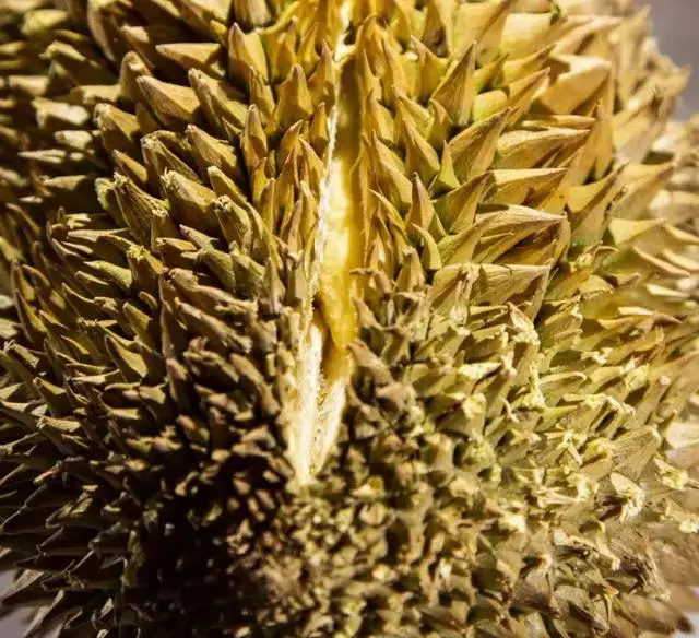 噁心食物博物館開館!80種令人不適的食物讓人印象很深刻……